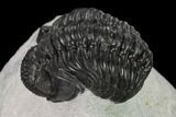 Adrisiops Weugi Trilobite - Recently Described Phacopid #137919-3